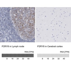 P2Y8 Antibody, Novus Biologicals:Antibodies:Primary Antibodies